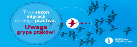 Grypa ptaków
