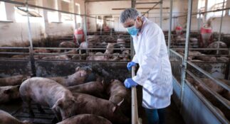 Wsparcie w ramach programu „Inwestycje zapobiegające rozprzestrzenianiu się afrykańskiego pomoru świń (ASF)