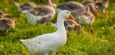 Wspólne zalecenia dla osób narażonych na kontakt z wysoce zjadliwymi wirusami grypy ptaków