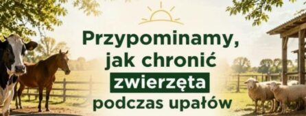 Upały a dobrostan zwierząt – jak chronić zwierzęta przed wysokimi temperaturami